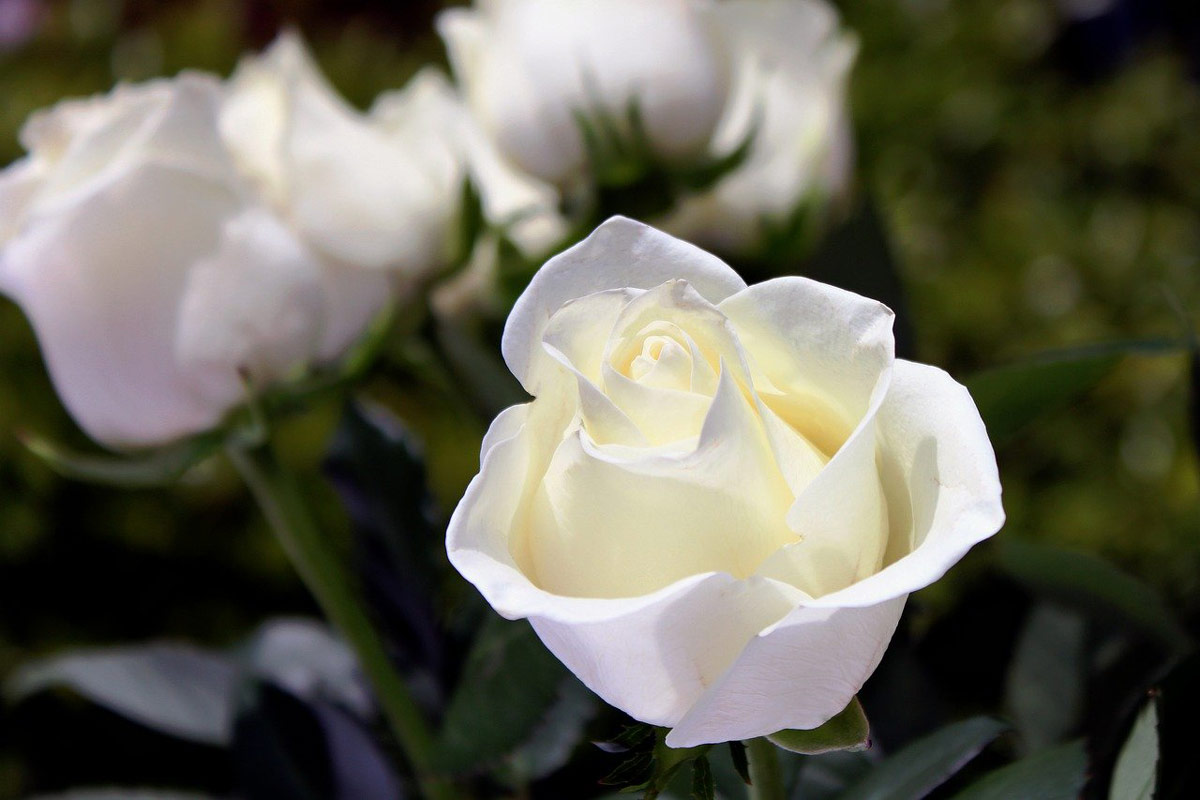 What Is Embalming? Everything You Need To Know