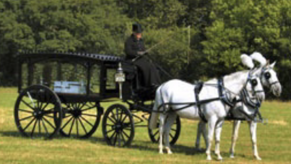 A horse-drawn hearse pulled by two white horses